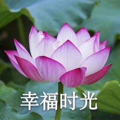 巨人来了bt果盘版下载